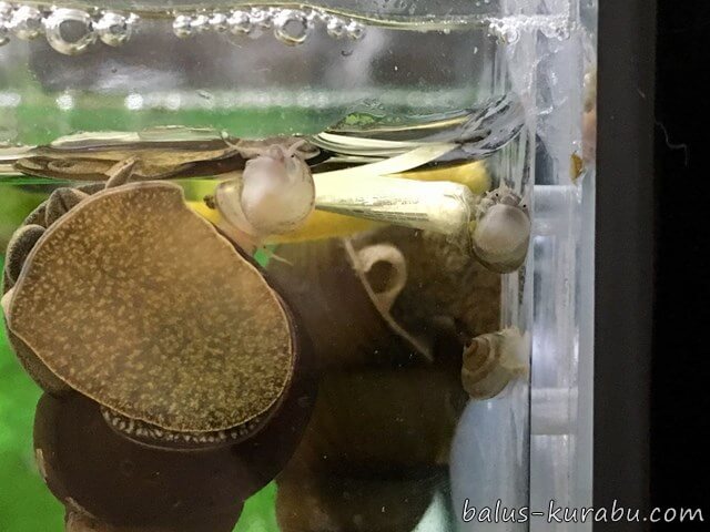 ヒメタニシの赤ちゃん稚貝