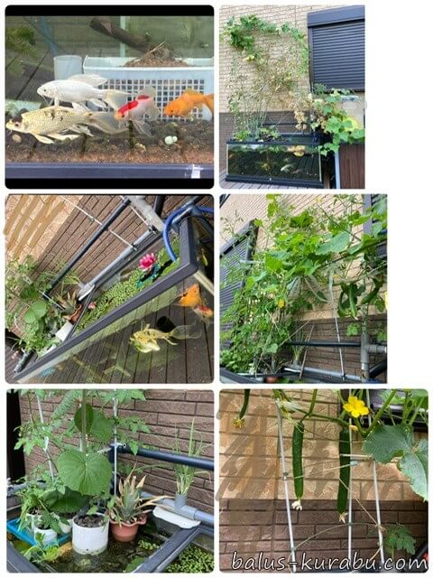 アクアポニックス成功トマトキュウリ